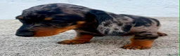 Teckel Miniatura perros en venta: Teckel kaninchen arlequín merle blue - Anuncio 16