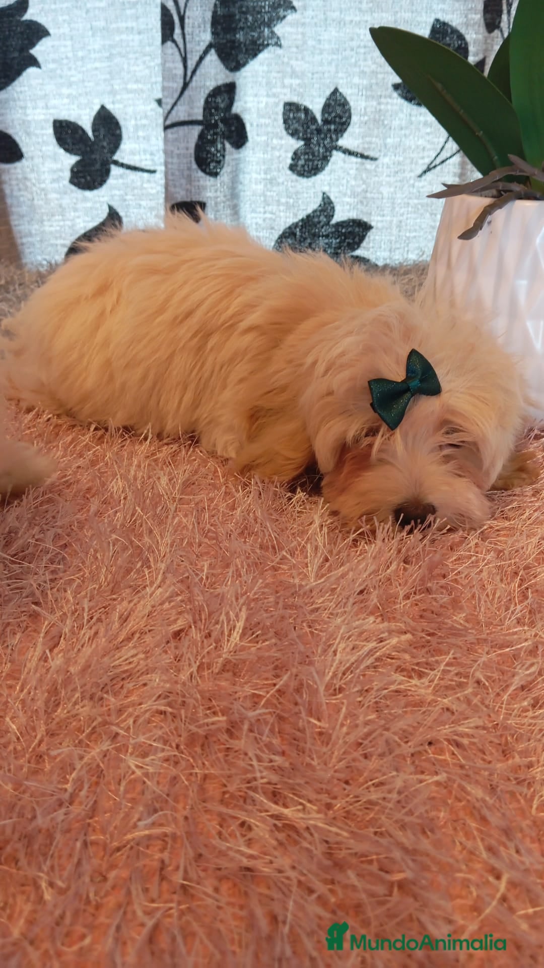 Maltipoo perros en venta: Maltipoo  - Imagen 4