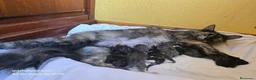 Bosque de Noruega gatos en venta: Bosque de Noruega - Anuncio 2