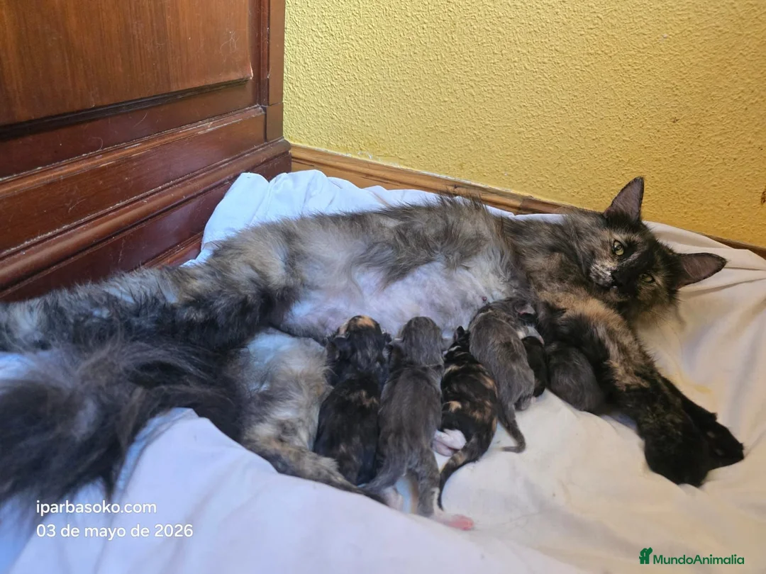 Bosque de Noruega gatos en venta: Bosque de Noruega - Anuncio 2
