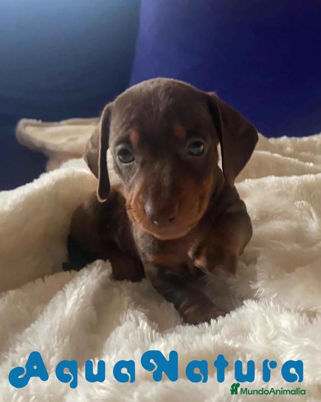 Teckel perros en venta:  Teckel Macho de Kily y Tilo 1883 AQUANATURA en Barcelona - Anuncio 9