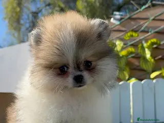 Pomerania perros POMERANIA - Anuncio 1