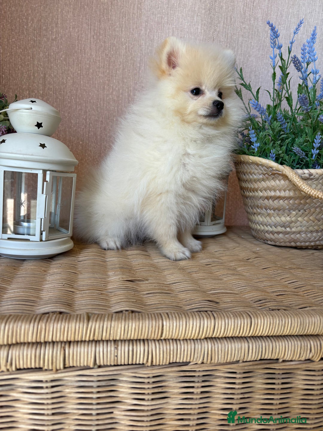 Pomerania perros en venta: Pomerania totalmente vacunado !!! - Anuncio 4