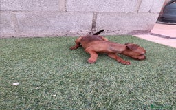 Pinscher Miniatura perros en venta: Pinscher hembra - Imagen 1