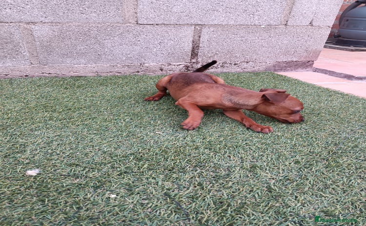 Pinscher Miniatura perros - Anuncio 1