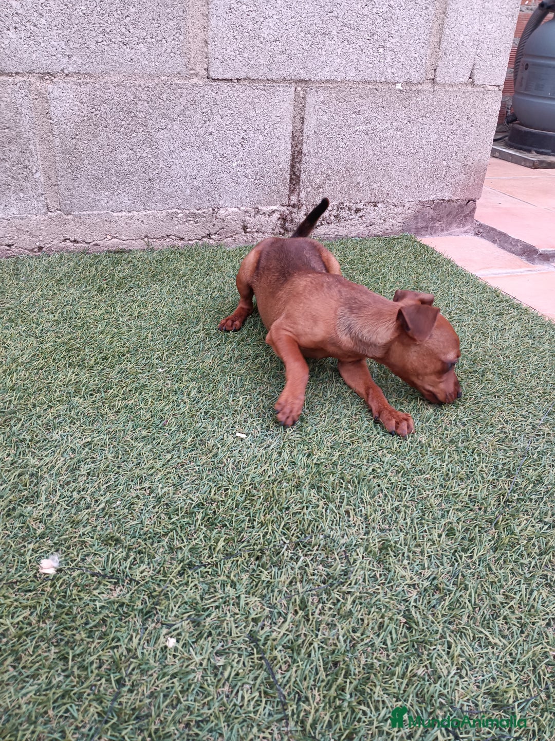 Pinscher Miniatura perros en venta: Pinscher hembra - Imagen 1
