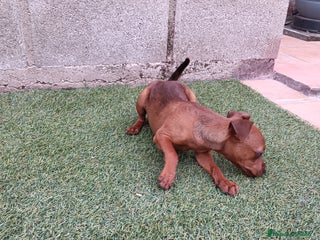 Pinscher Miniatura perros - Anuncio 1