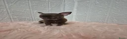 Chihuahua perros en venta: Chihuahuas chocolates 🍫 🐾❤️ - Anuncio 3