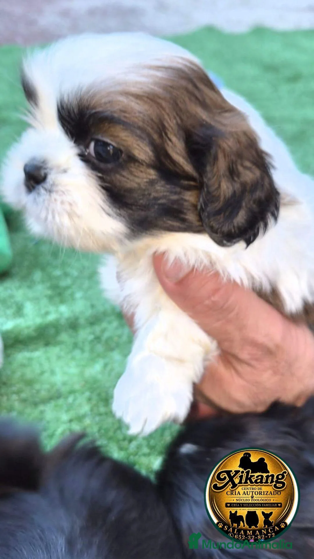 Shih Tzu perros en venta: Shih tzus - Anuncio 2