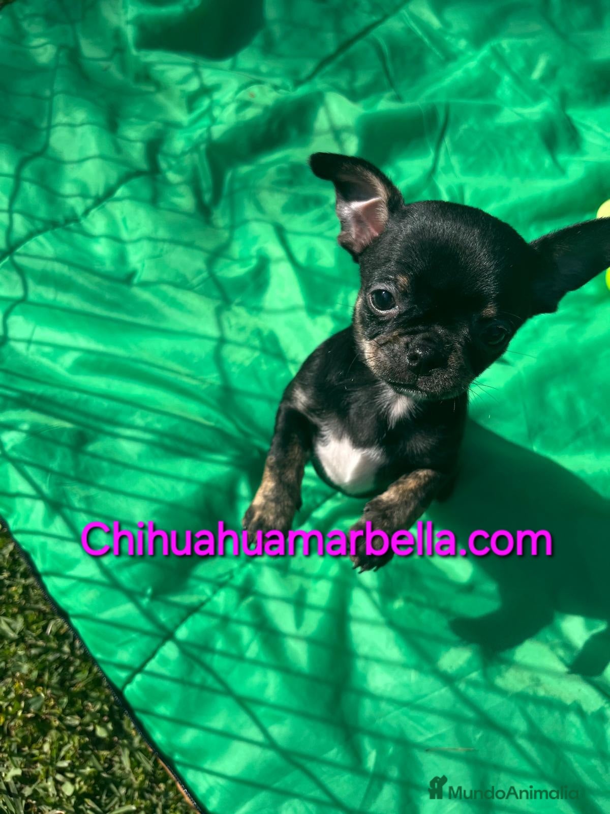 Chihuahua perros Chihuahua hembra  - Anuncio 19