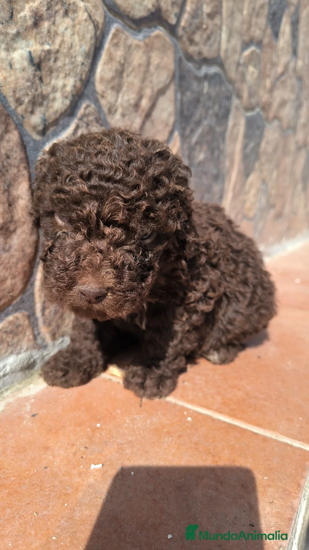 Perro de Agua Español perros en venta: Perros de agua disponibles para entregar ya en Sevilla - Anuncio 2