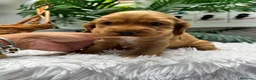 Cocker Spaniel Inglés perros en venta: COCKER HEMBRA  - Anuncio 1