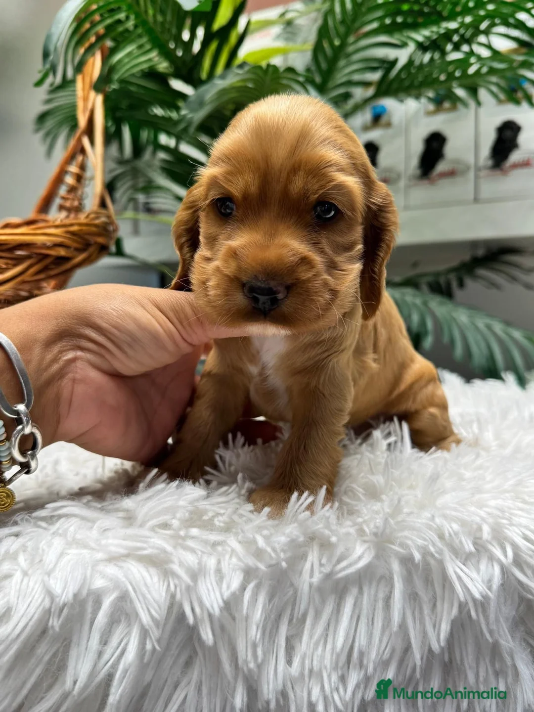 Cocker Spaniel Inglés perros en venta: COCKER HEMBRA  - Anuncio 1