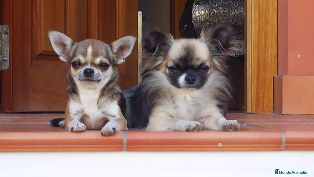 Imagen de galería {{count}}