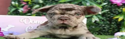 Bulldog Francés perros en venta: Bulldog francés exóticos  - Anuncio 7