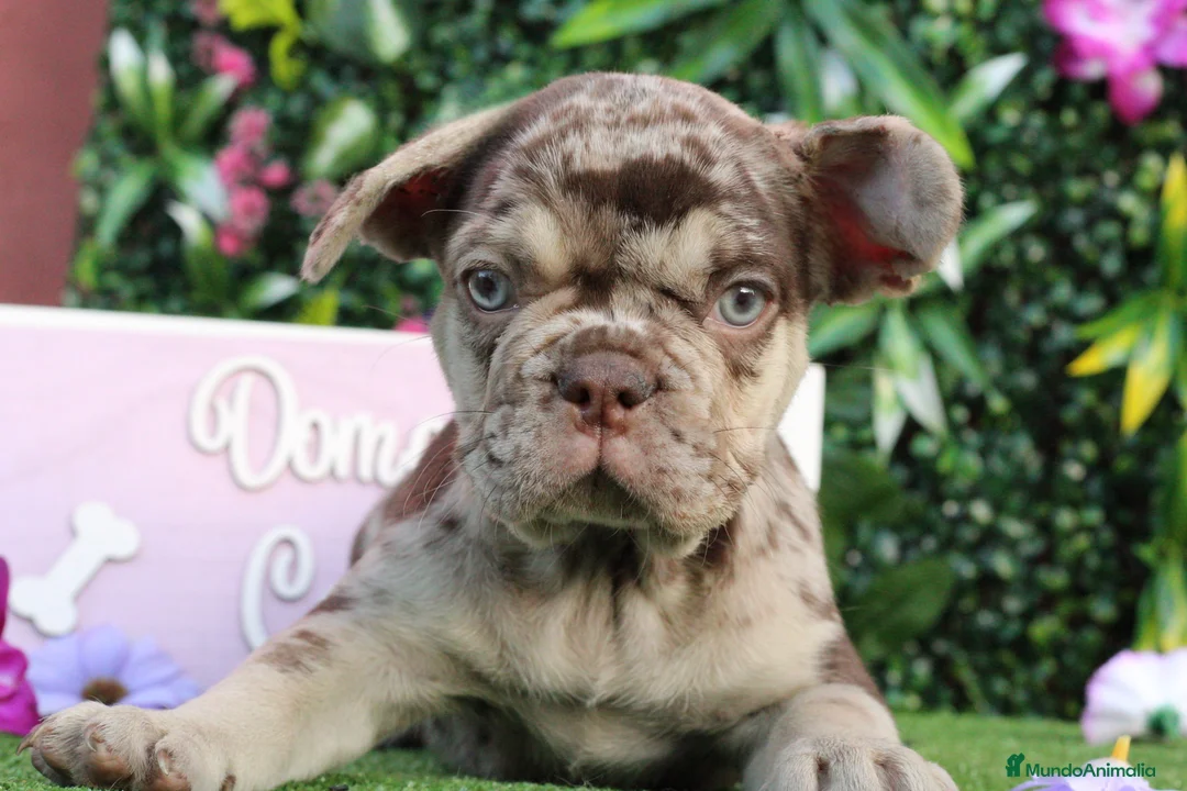 Bulldog Francés perros en venta: Bulldog francés exóticos  - Anuncio 7
