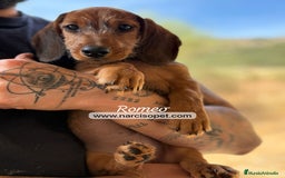 Teckel Miniatura perros en venta: CRIADERO TECKEL PELO DURO en Asturias - Imagen 1