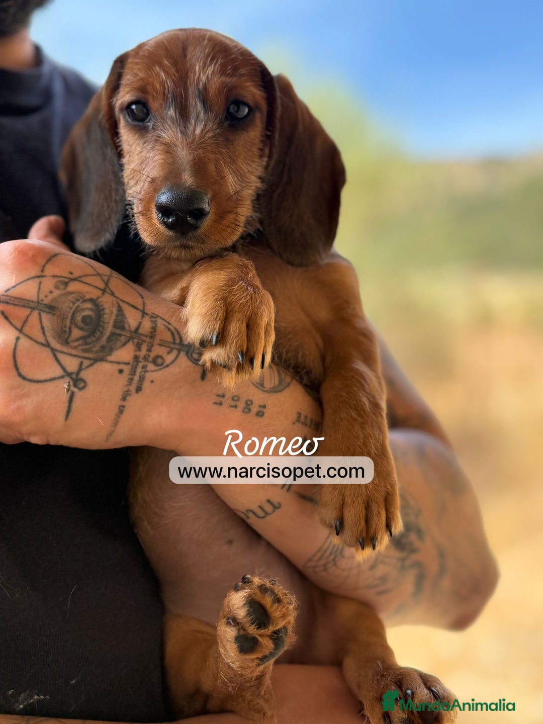 Teckel Miniatura perros en venta: CRIADERO TECKEL PELO DURO en Asturias - Imagen 1