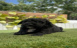 Perro de Agua Español perros en venta: PERRO DE AGUA ESPAÑOL - Imagen 17