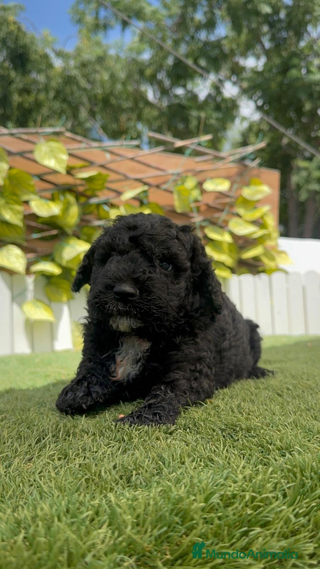 Perro de Agua Español perros en venta: PERRO DE AGUA ESPAÑOL - Imagen 17