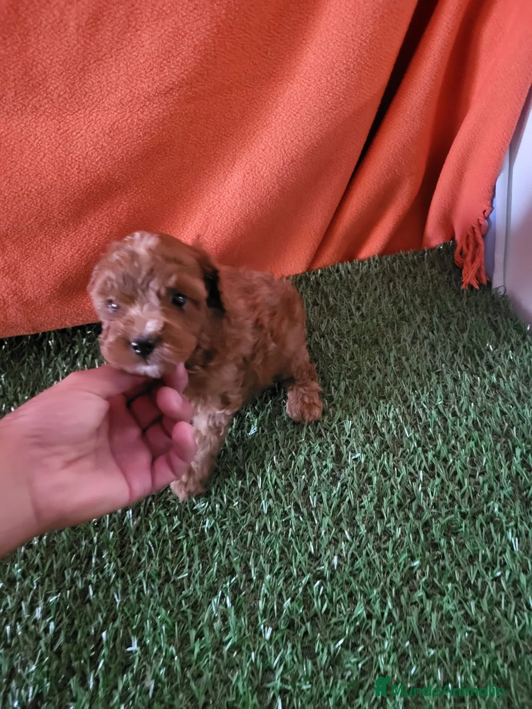 Raza Mixta perros en venta: Caniches - Anuncio 6