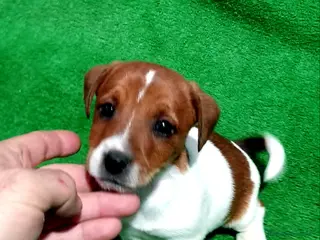 Jack Russell Terrier perros 🐕 Jack Russell ## - Anuncio 1