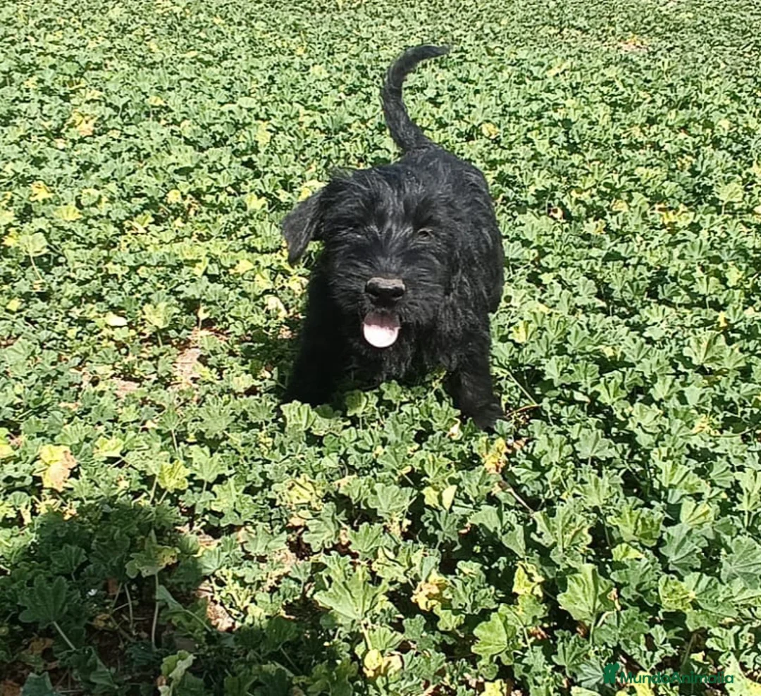 Schnauzer Gigante perros en venta: SchnauzerGiganteMachos - Anuncio 2