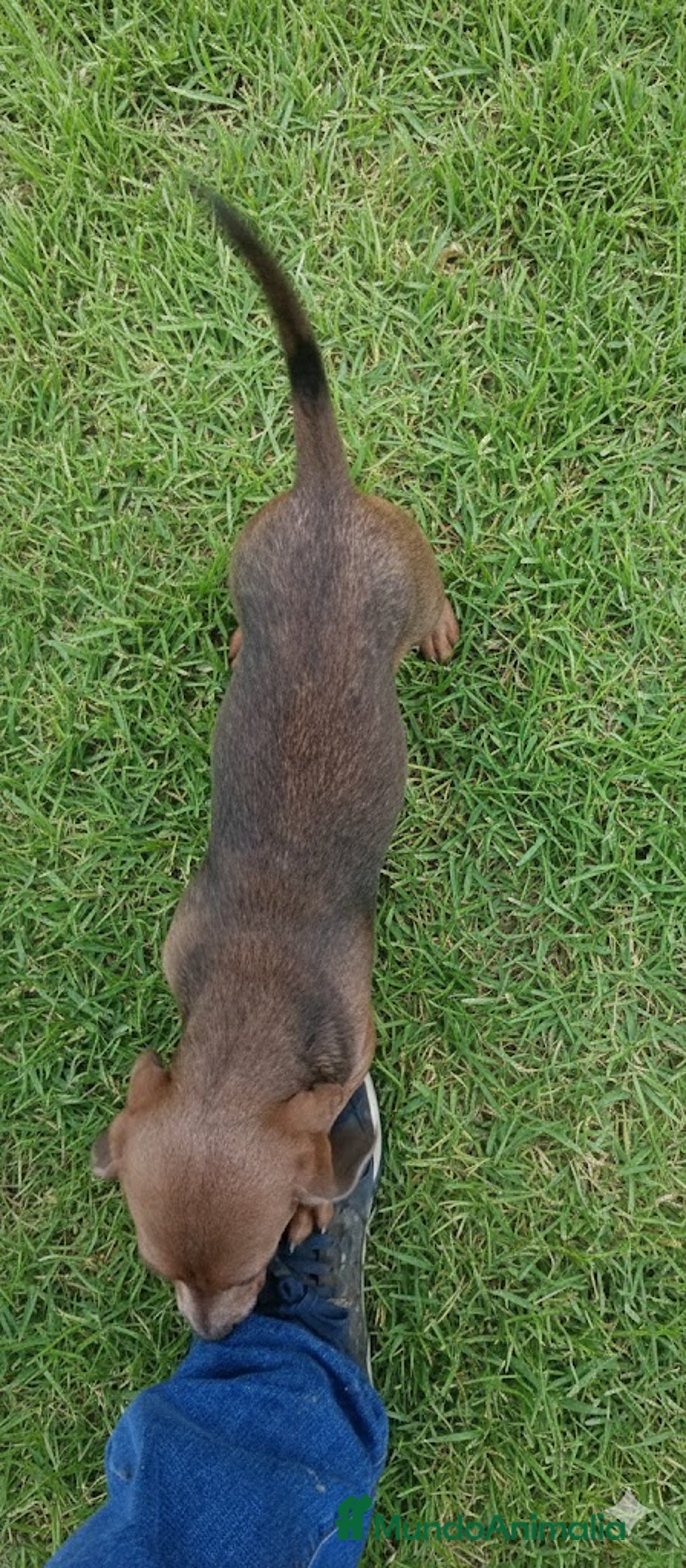 Teckel Miniatura perros en venta: Preciosa cachorra Teckel miniatura Isabella  - Anuncio 3