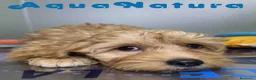 Havapoo perros en venta: Havapoo Macho de Haya y Can 8301 AQUANATURA - Anuncio 3
