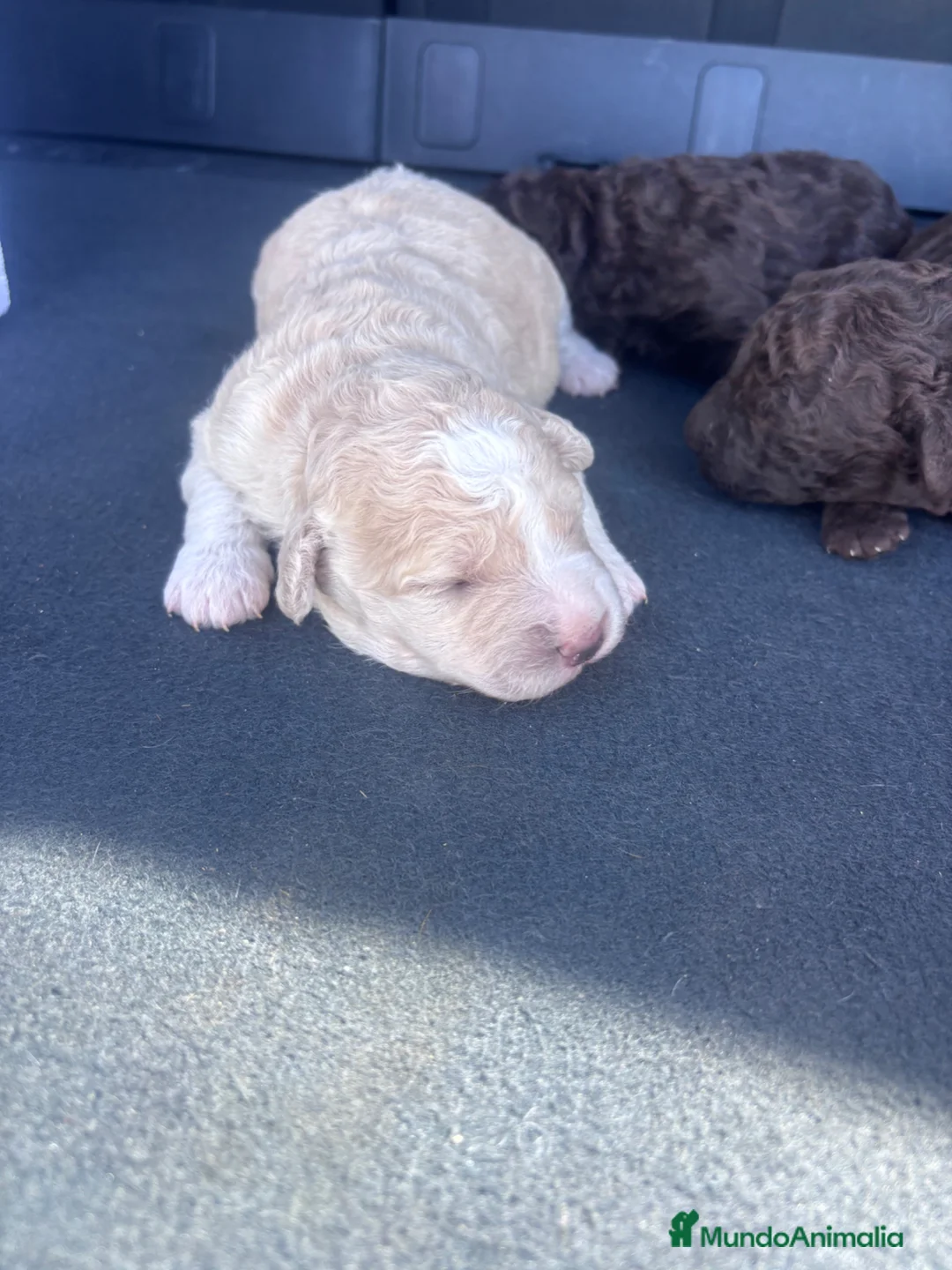 Perro de Agua Español perros en venta: Excelente camada de perro de Agua Español!  - Anuncio 11