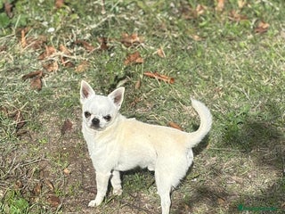 Chihuahua perros Chihuahua macho disponible - Anuncio 1