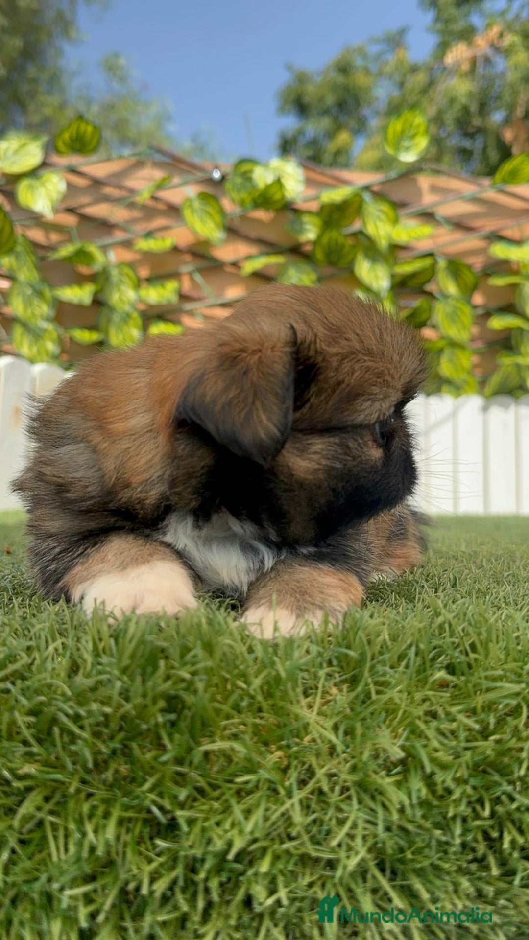 Pekinés perros en venta: PEKINES IMPERIAL HEMBRA - Imagen 16