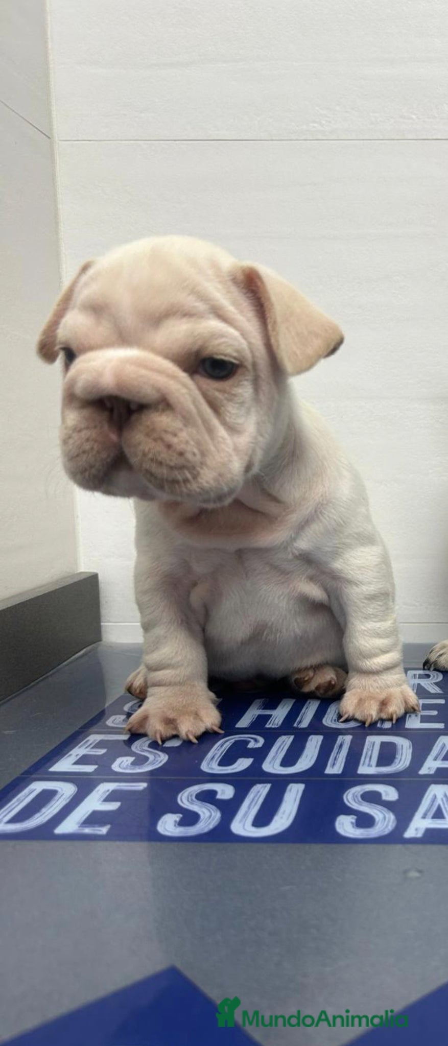 Bulldog Francés perros Bulldog Francés big rope - Anuncio 1