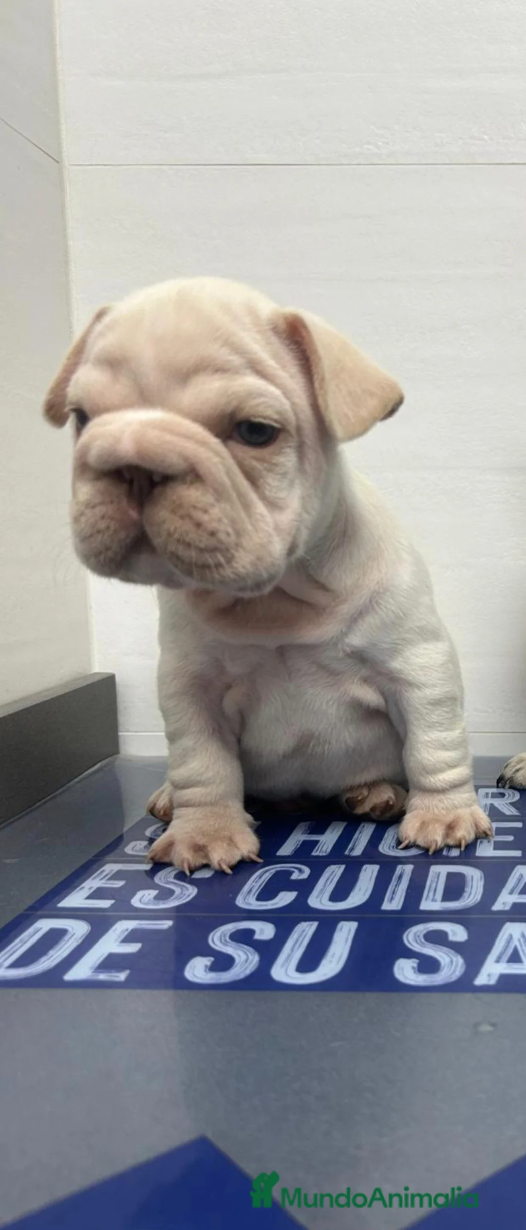 Bulldog Francés perros en venta: Bulldog Francés big rope - Anuncio 1