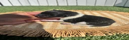 Pomerania perros en venta: POMERANIA - Anuncio 4