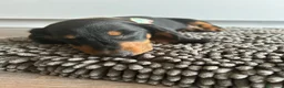 Teckel perros en venta: Negro fuego  - Anuncio 3