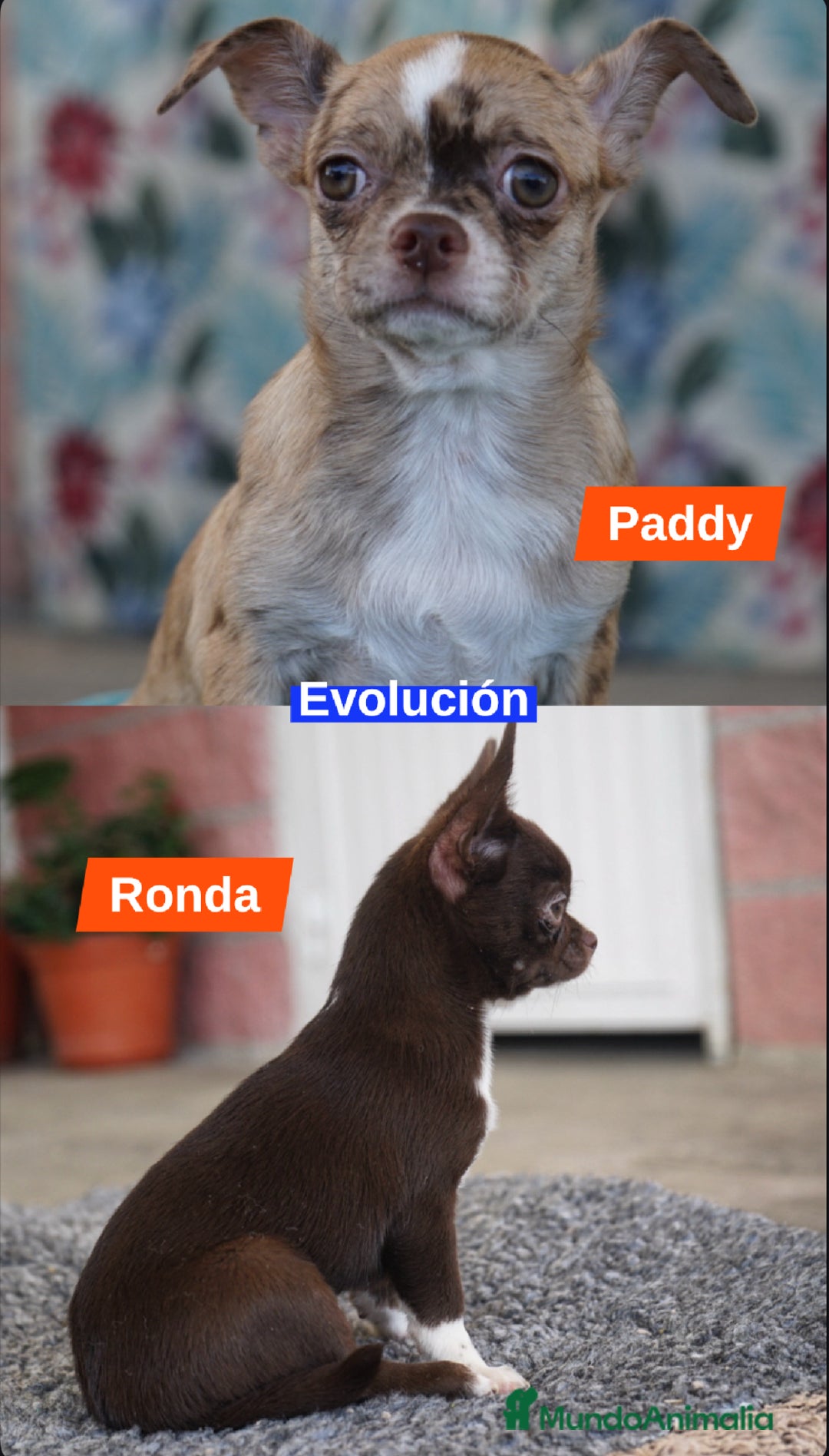 Chihuahua perros en venta: 🌟 PEQUEÑOS CHIHUAHUA EXÓTICOS 🌟 - Imagen 5
