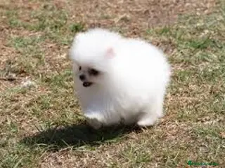 Pomerania perros pomerania - Anuncio 1