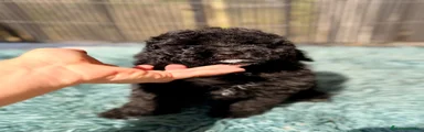 Caniche Toy 3