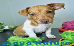 Jack Russell Terrier perros en venta: Jack Russel Macho JMU 7730 AQUANATURA - Imagen 6