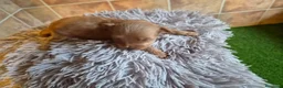Maltipoo perros en venta: Maltipoo  - Anuncio 7