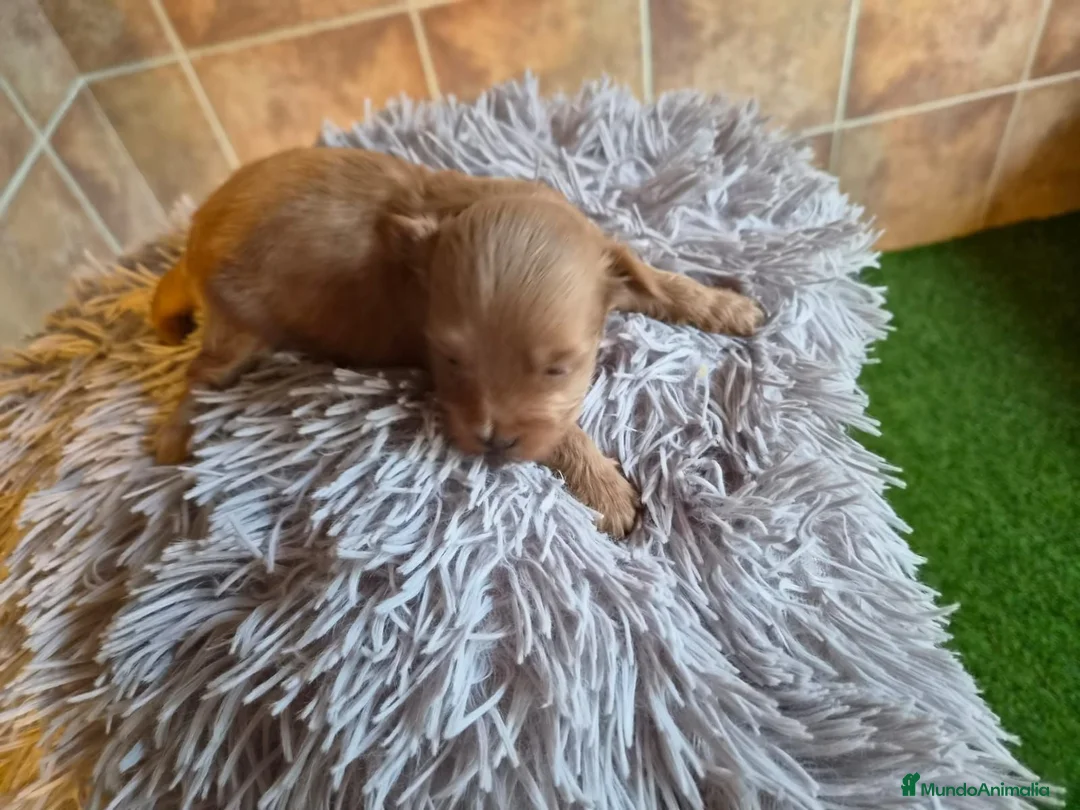Maltipoo perros en venta: Maltipoo  - Anuncio 7