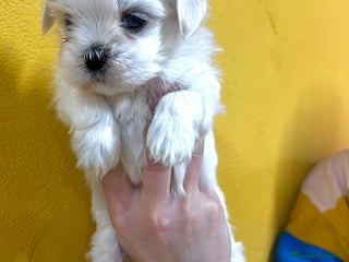 Bichón Maltés perros en Barcelona - Anuncio 27