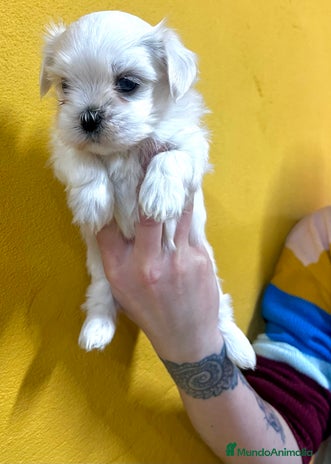 Bichón Maltés perros en Barcelona - Anuncio 5