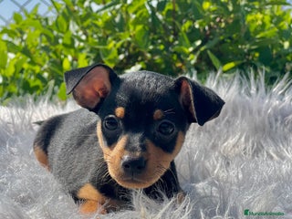 Pinscher Miniatura perros - Anuncio 14