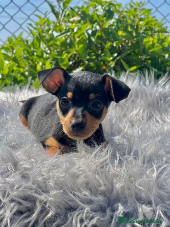 Pinscher Miniatura perros - Anuncio 14