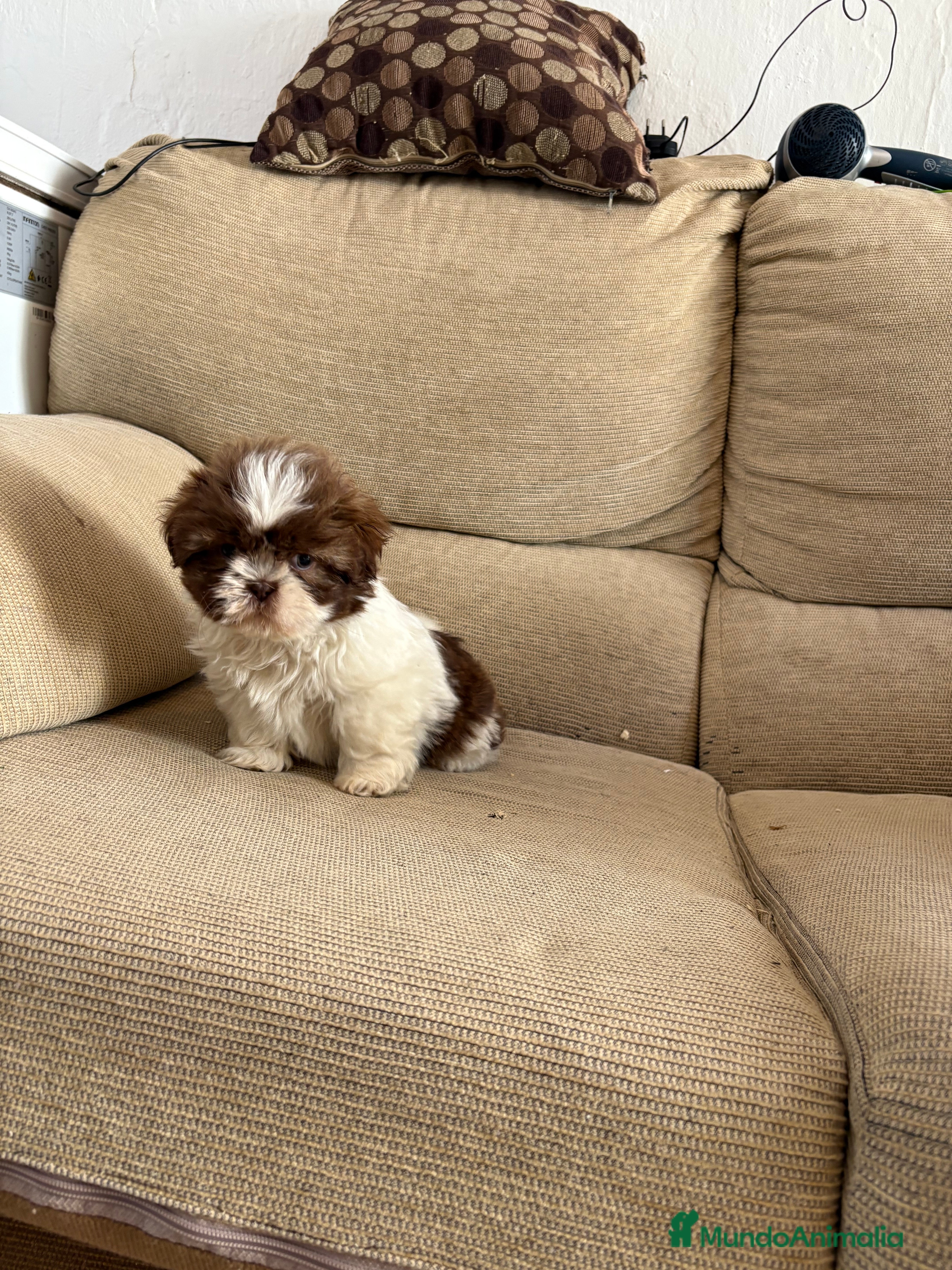 Shih Tzu perros Cachorritos shih-ztu  - Anuncio 1