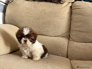 Shih Tzu perros Cachorritos shih-ztu - Anuncio 33