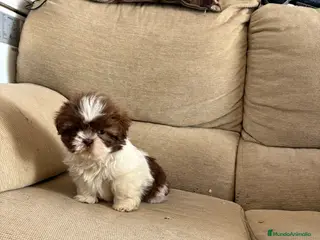 Shih Tzu perros Cachorritos shih-ztu - Anuncio 8