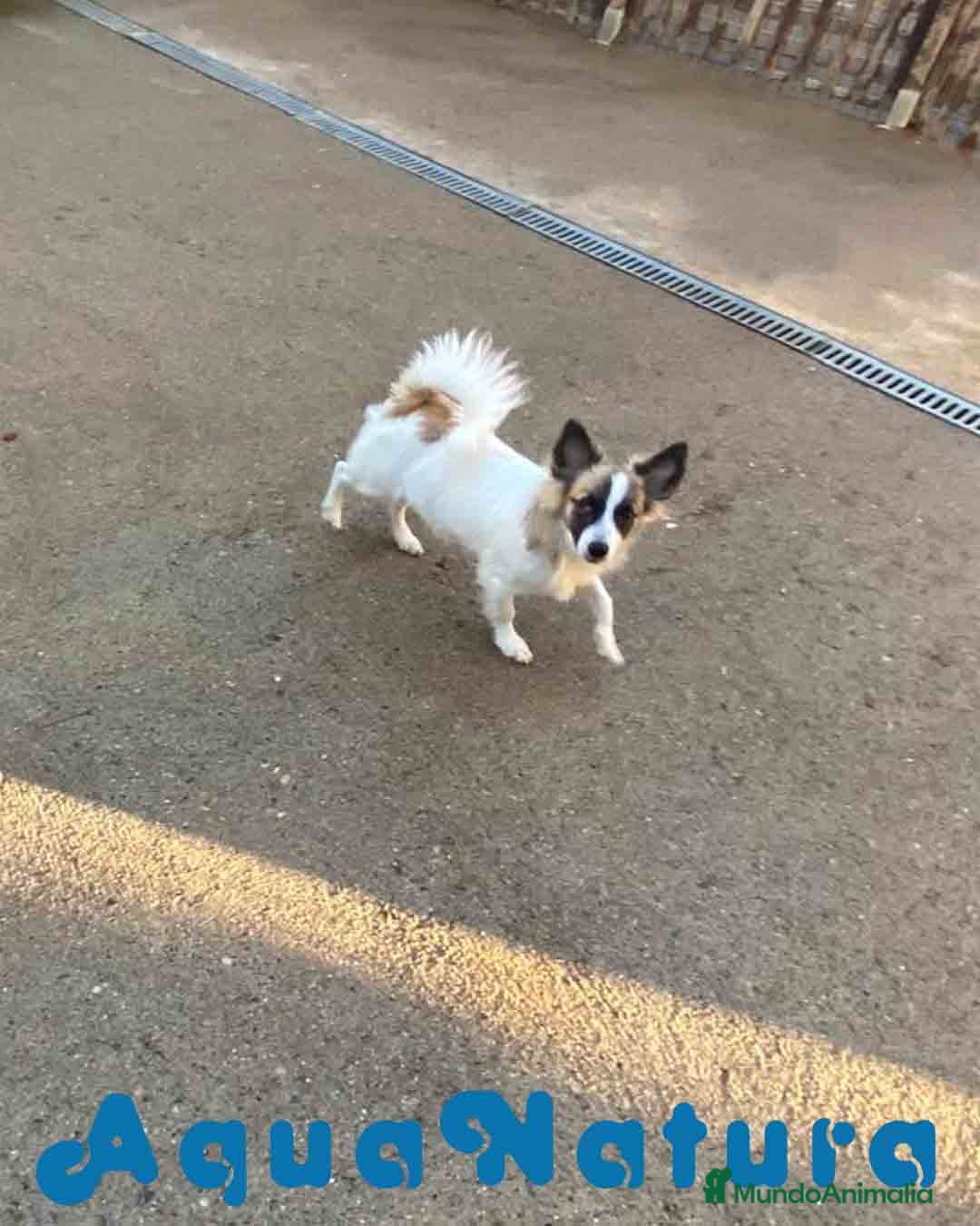 Pomchi perros en venta: Pomchi Macho de Japi y Manchitas 1750 AQUANATURA - Imagen 4
